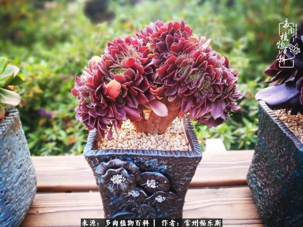 多肉,蔷薇,蓝姬莲,玫瑰法师