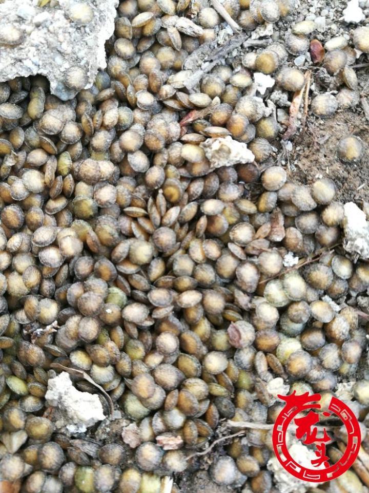道边石靠近向阳地面上有很多小虫堆积在一起,纷纷跳动,发出噼里啪啦的