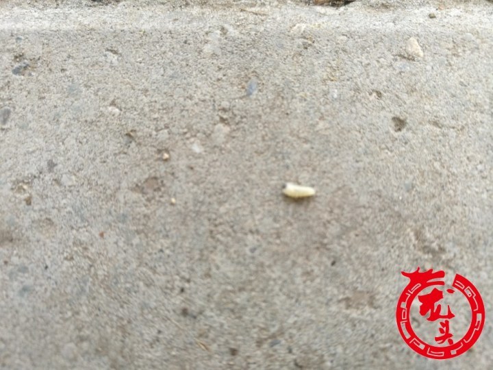 形似辣椒籽里面有软体虫!哈市赣水路周边树下出现成堆