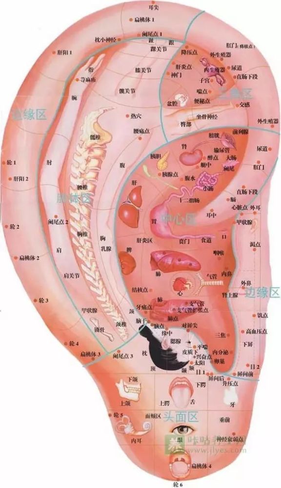 人体5大反射区,高清图解!