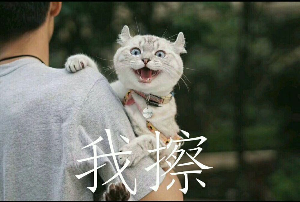 可爱猫咪搞笑表情包:你是不是在外面有别的猫了!