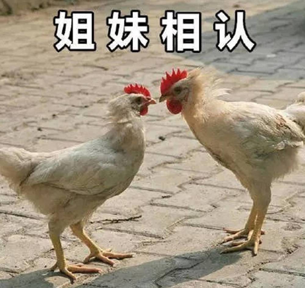搞笑,斗图,熊猫头,表情包,欢乐
