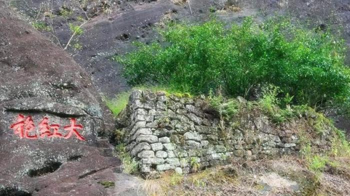 我国"最珍贵"的三棵树:武夷山有棵大红袍母树,已360多