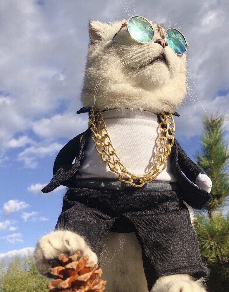 波斯猫穿西装,带金项链,土豪啊!