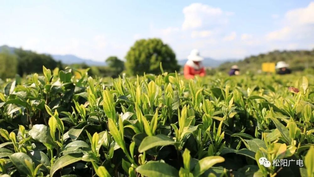 我们也和松阳茶叶接触了很多年,有很多了解和印象,这几年从包装,茶叶