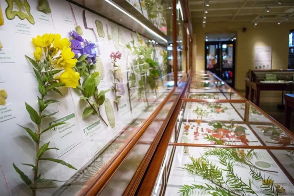 哈佛大学收藏的百年玻璃植物标本,美得如生命,惊艳了时光