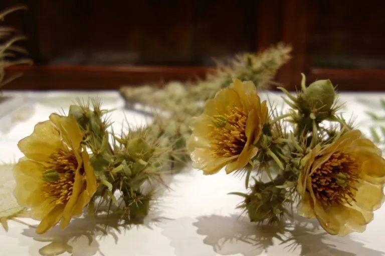 玻璃花制作的技艺在他死后就失传了,所以哈佛大学的玻璃花便成为独一