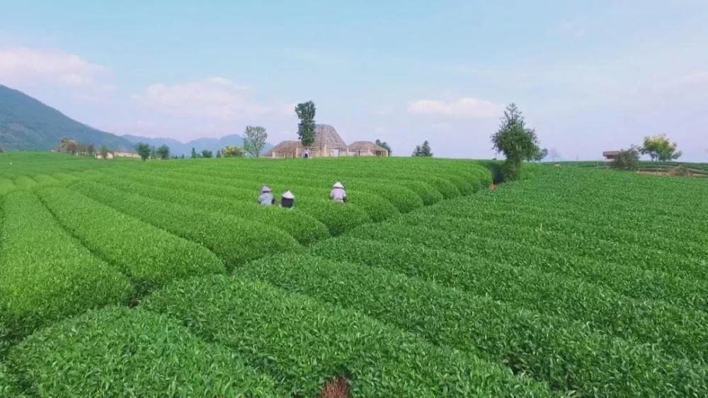 松阳县,刘小高,茶叶,上安村,卢良根,茶园