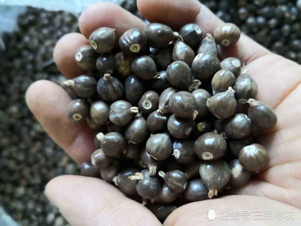 草珠子,玩具,门帘,农村孩子,植物