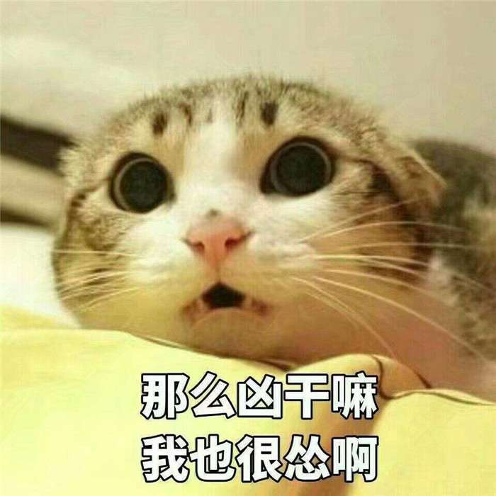 可爱萌宠猫咪表情包:那么凶干嘛,我也很怂啊