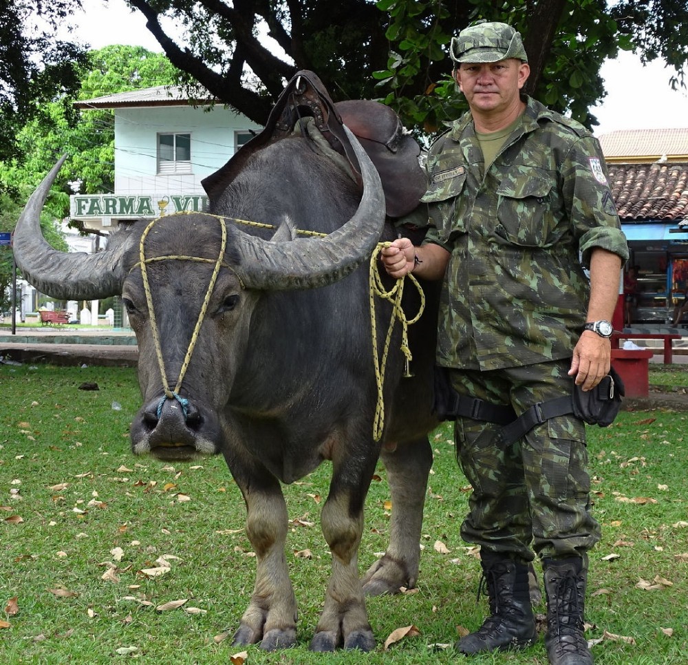 骑着水牛去巡逻,巴西军警的坐骑是别有特色,已成为一道风景