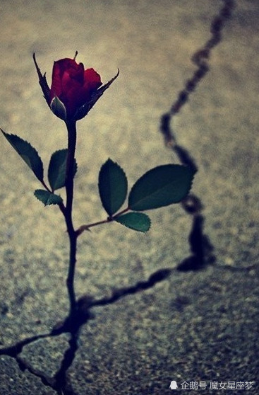 心理学:哪朵花最坚强?测压力给你带来的是绝望还是希望?