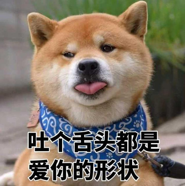 柴犬超萌表情包:吐个舌头都是爱你的形状呢!