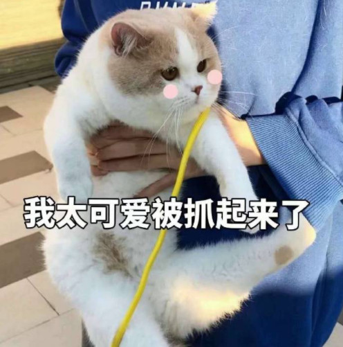 搞笑萌猫表情包:我们女人想要什么就必须搞到手!