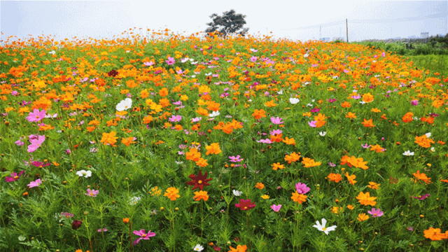 凤凰花,硫华菊,波斯菊……五月初夏,桂城花海热情如火