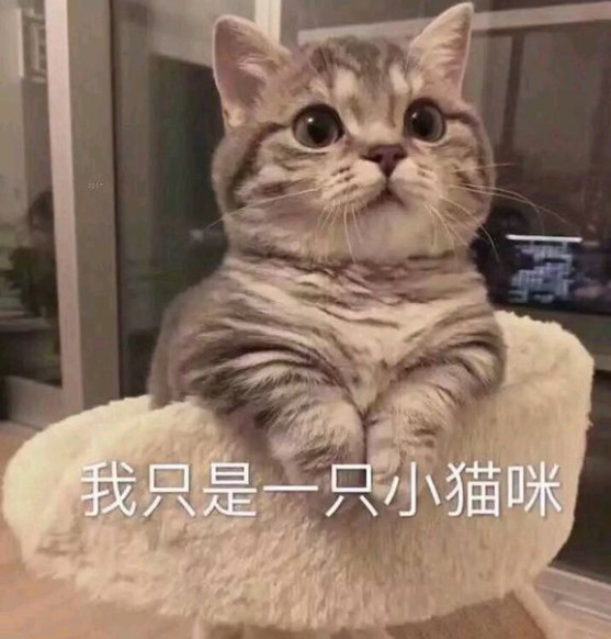 搞笑表情包:我只是一只小猫咪!