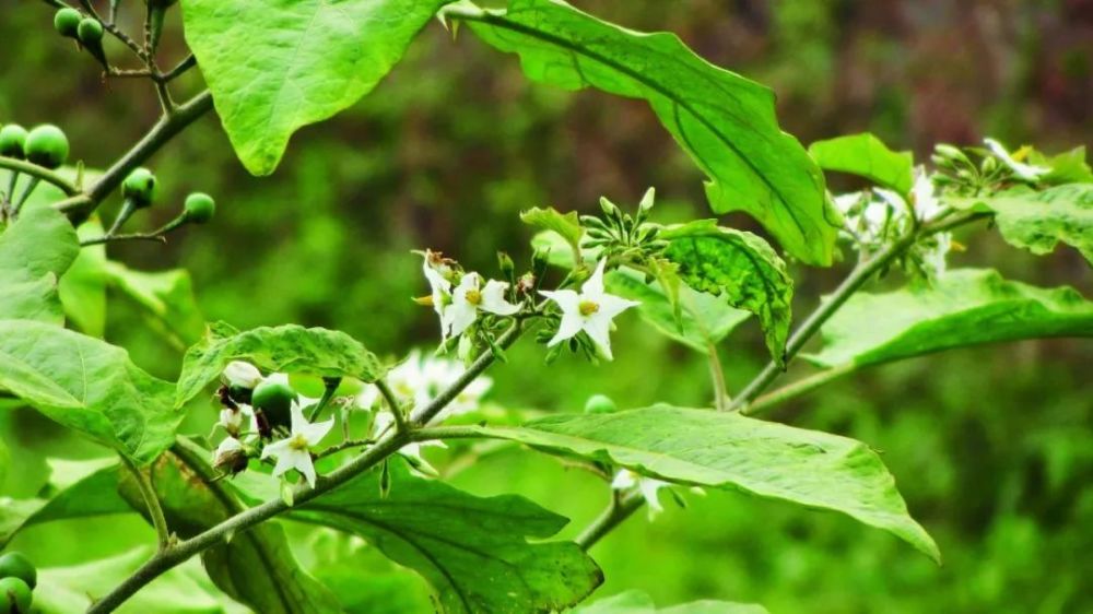 都是"茄"字辈,水茄居然不是茄子?