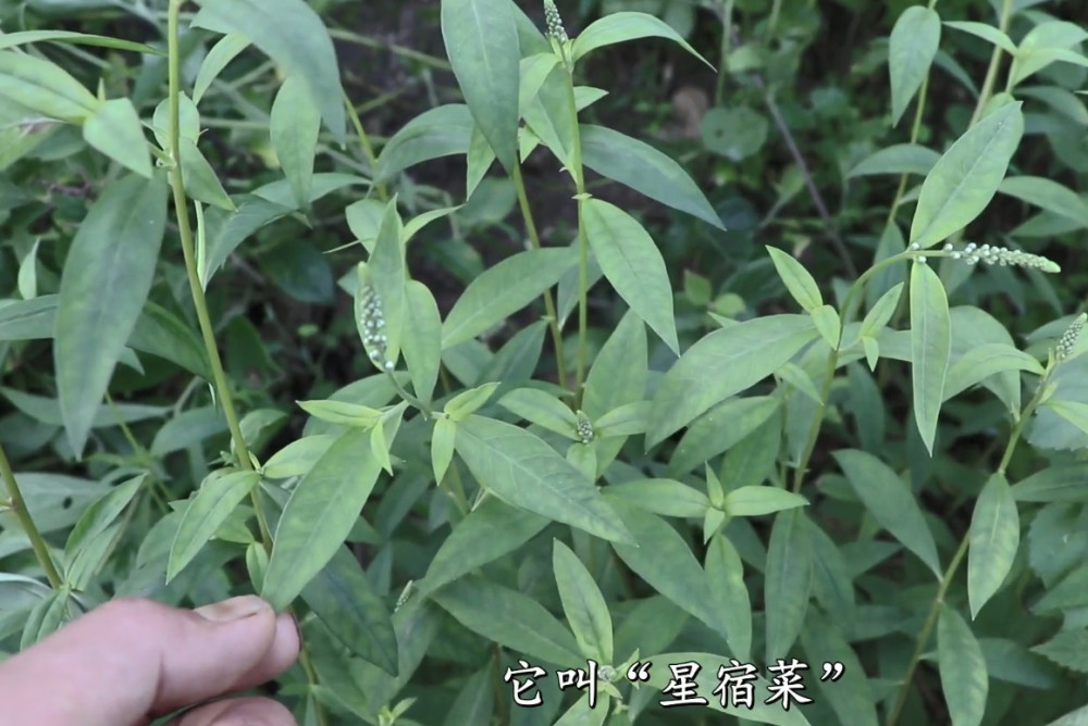 民间常用草药星宿菜也叫做假辣蓼,很多人不认识,有着很高价值