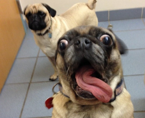 这些搞笑的狗狗照片证明蠢萌可爱的哈巴狗是天生的喜剧演员