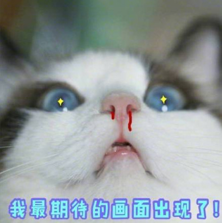 搞笑萌猫表情包:我最期待的画面出现了!等待绝美爱情