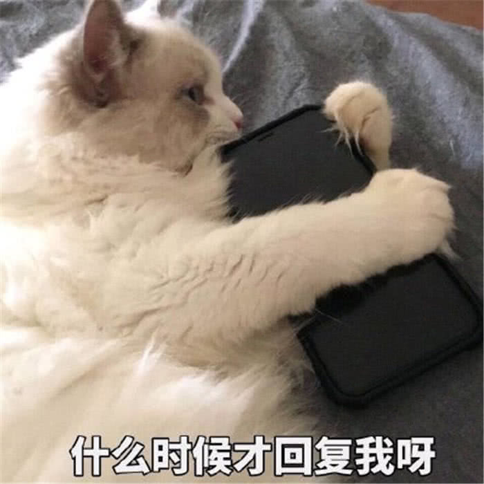 "撩小姐姐"表情包!小奶猫:在吗?爱情魔法发动,跟我原地结婚