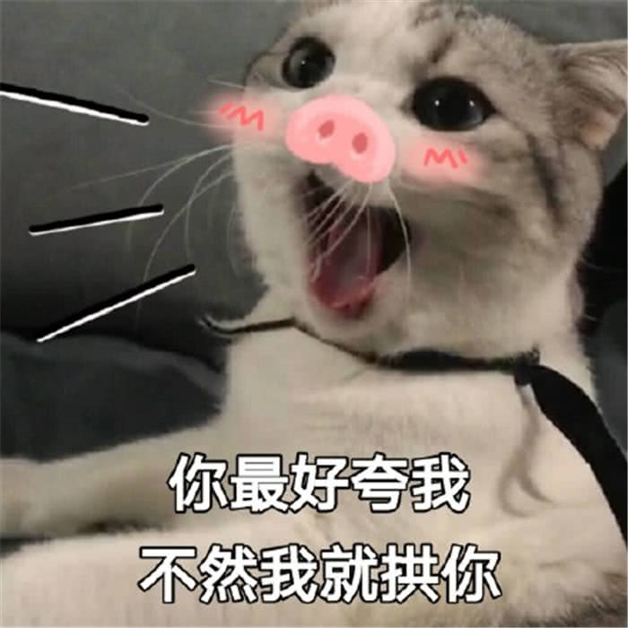 小奶猫变身粉红猪?少女心爆棚表情包:你最好夸我,不然