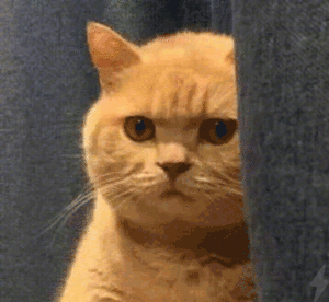 壁纸 动物 猫 猫咪 小猫 桌面 300_276 gif 动态图 动图