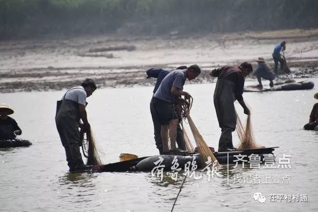 茌平县徒骇河因清淤,不少人跳入河中撒网捕鱼