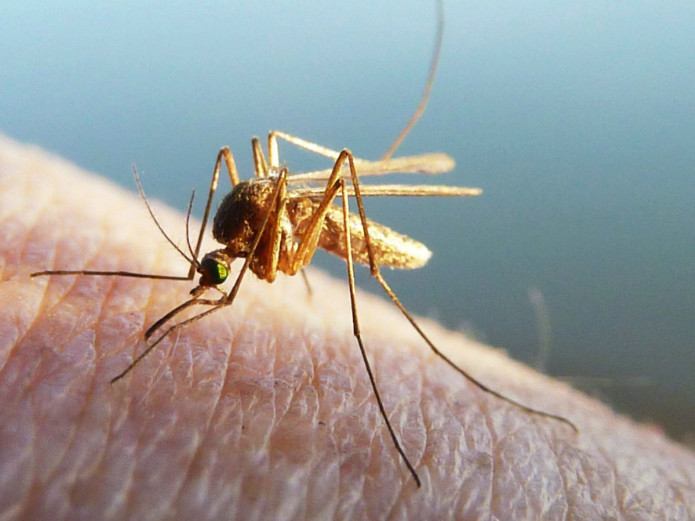 为什么蚊子的嘴不是很硬,却能刺进人类的皮肤?看完你就明白了