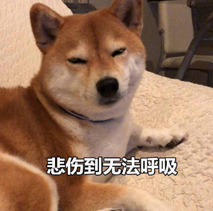 搞笑柴犬表情包:我倒要看看是谁在偷窥我的老公!