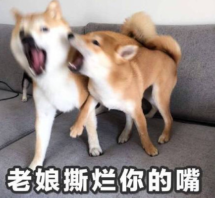 柴犬搞笑表情包:我是一个没有感情的杀手!