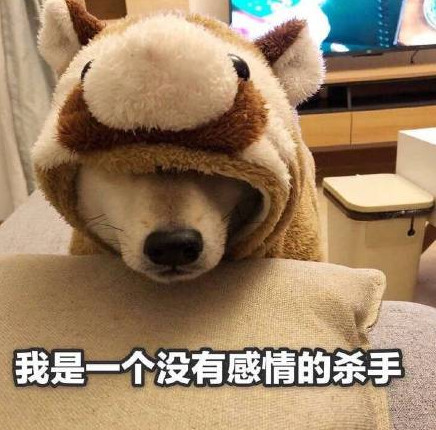 柴犬搞笑表情包:我是一个没有感情的杀手!