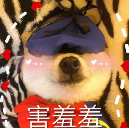 柴犬可爱表情包:这该死的爱情还是不要继续了!