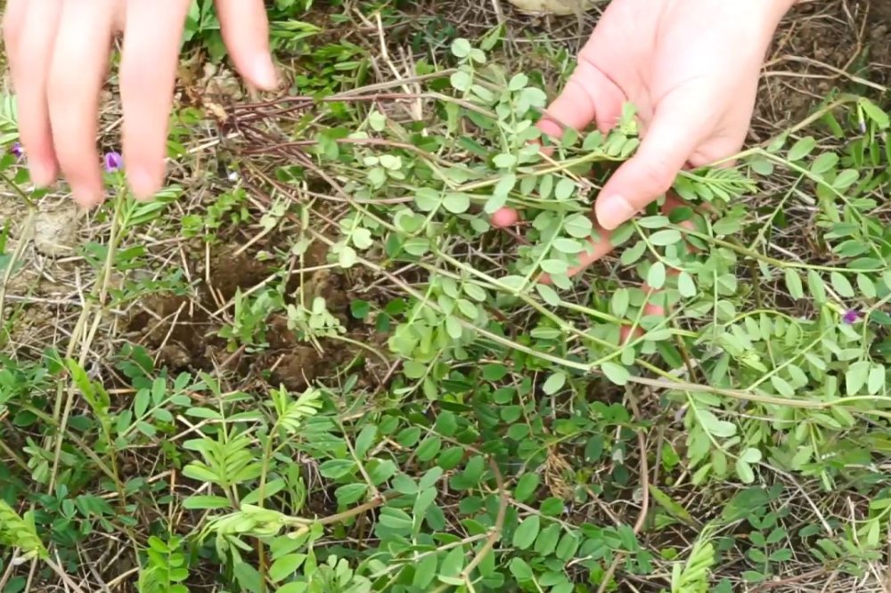 杂草,草药,中药材,野菜,重庆