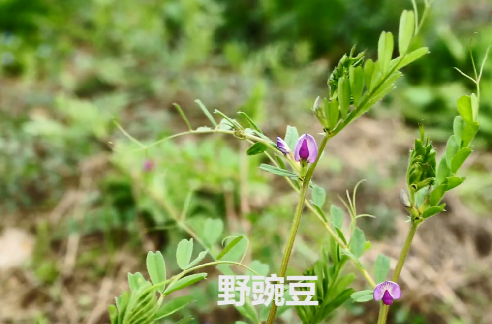 这种农村遍地的杂草,才知道是一味补肝肾的中药,很多人不认识