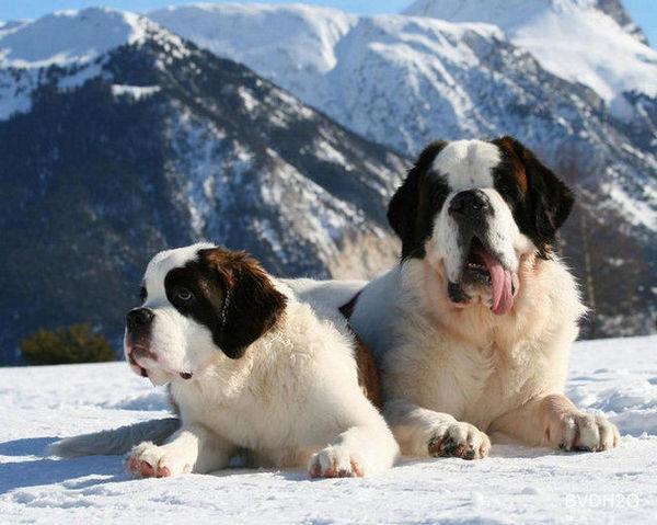 地球上5大大型犬种,它们看起来很凶,实际上很温顺,你养了吗?