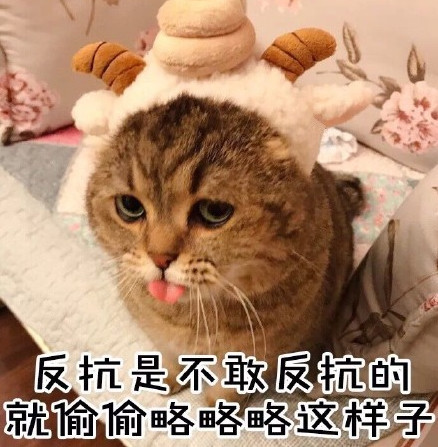 搞笑萌猫表情包:我最期待的画面出现了!等待绝美爱情