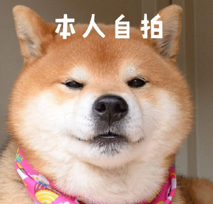 柴犬搞笑表情包:让我看看今天翻谁的牌子呢!