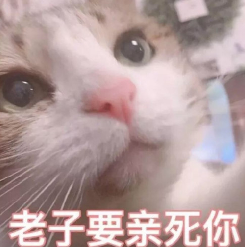 搞笑萌猫表情包:不胖的我需要你爱的抱抱!