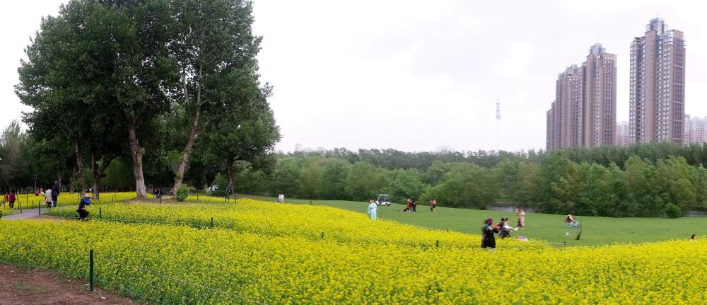 沈阳长白岛森林公园油菜花绽放