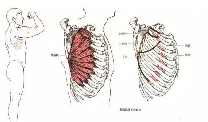 娜扎刺绣裙惊艳全场,但肩胛骨和富贵包让她胳膊都快抬