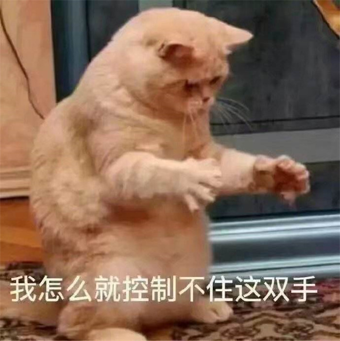 可爱萌宠猫咪表情包:我怎么就控制不住我这双手