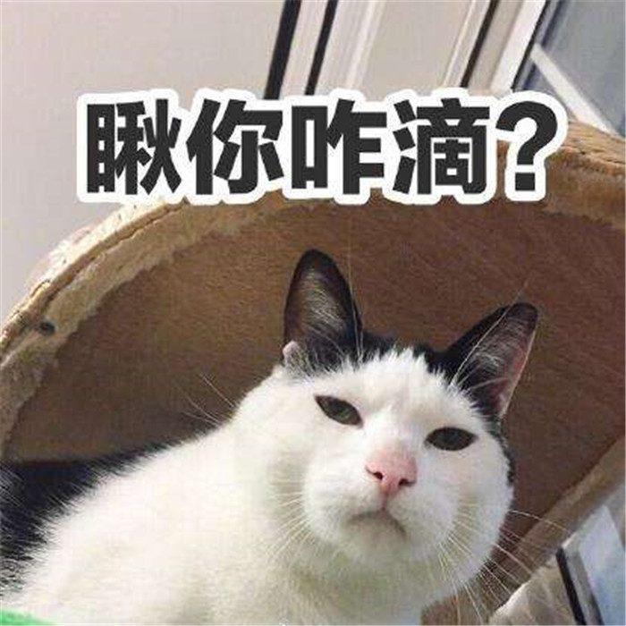 可爱萌宠猫咪表情包:我是大老虎,嗷呜嗷呜