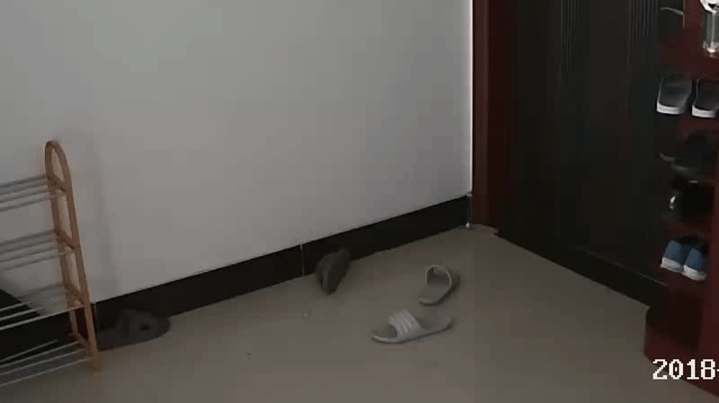 【3】猫真的会后空翻噢