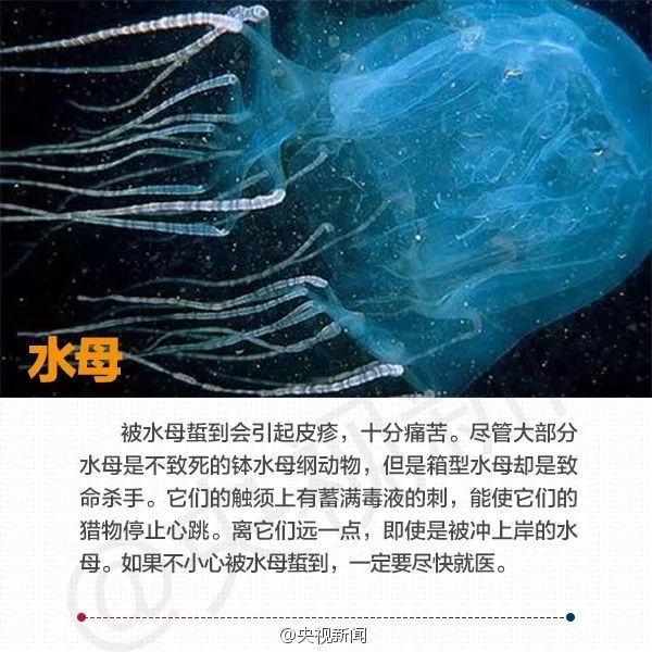 海南人注意,水母海边泛滥,不要捕捞不要碰,有毒