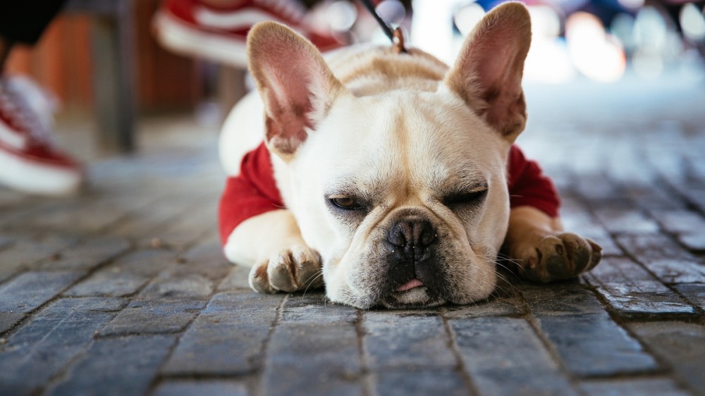 泰迪犬,博美犬,土狗,串串狗,法国斗牛犬