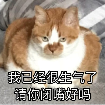 小萌宠猫咪表情包:我已经很生气了,请你闭嘴好吗?