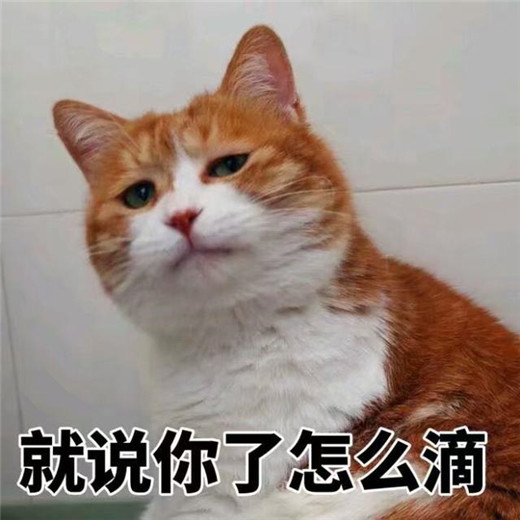 萌动十足的小甜猫,表情好喜欢,"无水印"搞笑萌宠表情包