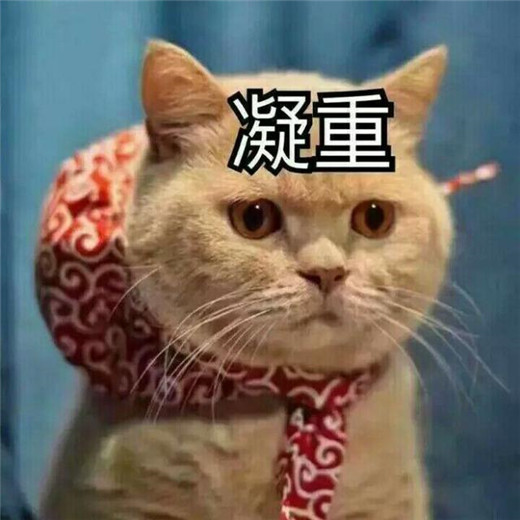 萌动十足的小甜猫,表情好喜欢,"无水印"搞笑萌宠表情包