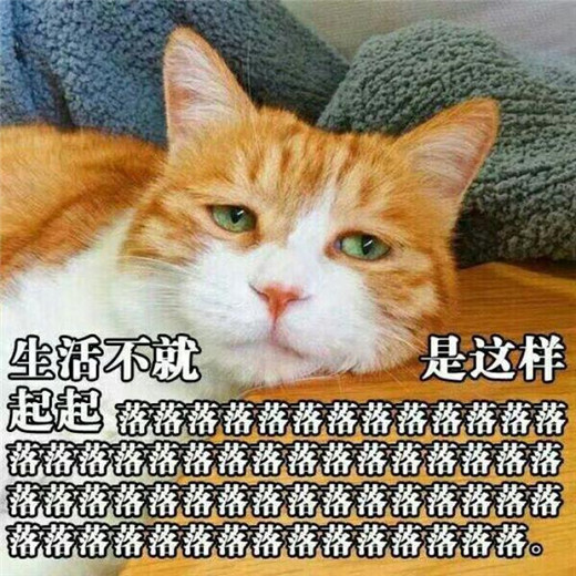 猫主子在线感悟,生活不就是起起落落,"无水印"搞笑萌宠表情包